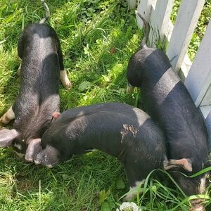 Meet your Posher, Tumbling